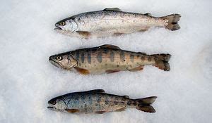 Alongside with that, masu salmon is a key component of the salmon river biota.the number of o. サクラマス - Wikipedia