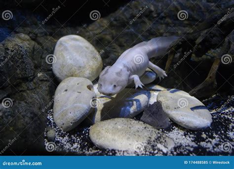 Ambystoma Mexicanum Also Called Axolotl Swimming Over The Stones In