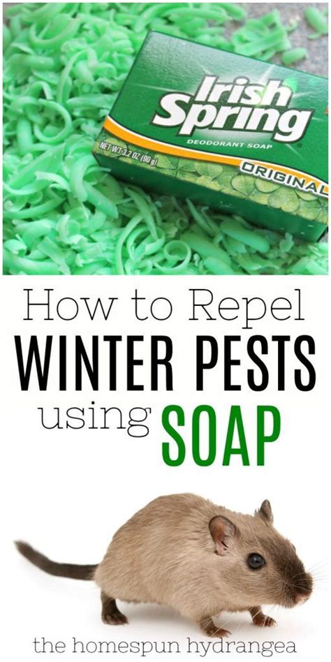 Rat stays away from catnip as this has a strong scent which rats don't like. How to Repel Mice with Irish Spring This Winter | Mice ...