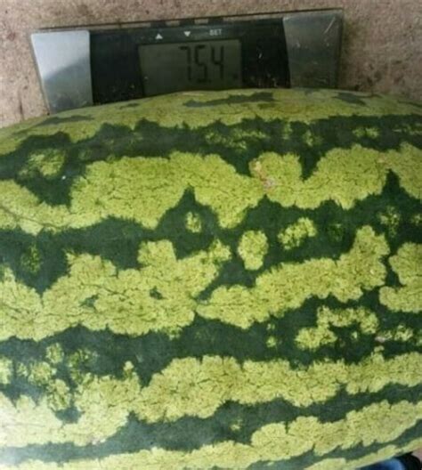 75 Pound Carolina Cross Watermelon Seeds Massive Prize Etsy