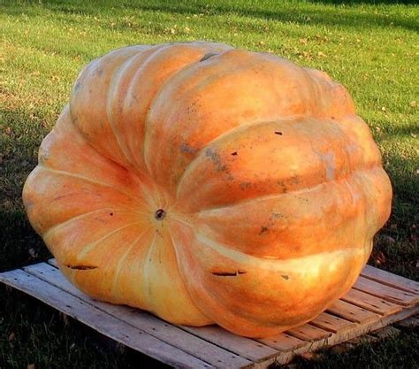 Giant Pumpkin Dills Atlantic Pumpkin Prize Winner 5 Huge Etsy