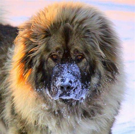 A Stunning Caucasian Ovcharka Enjoying The Snow Caucasian Shepherd