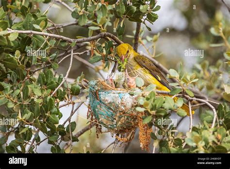 Eurasian Golden Oriole Oriolus Oriolus Female Feeding Her Young In