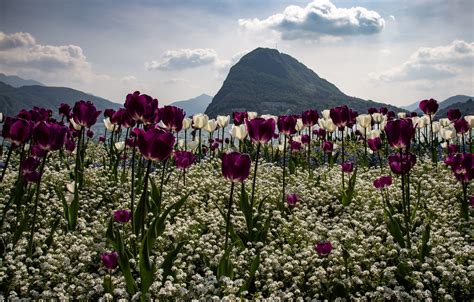 Beautiful Flowers In Mountain Clouds Natural Scenery Wallpaper One