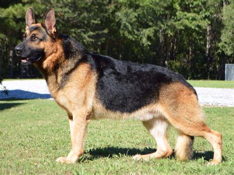 Presently, we are breeding large mahogany red. German Shepherd Dog For Sale - AKC Marketplace