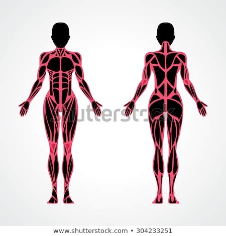 Mybodygallery is changing the way women see themselves one photograph at a time. Female muscular anatomy vector scheme - posterior and anterior view. Fitness training, woman ...