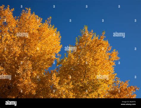 Cottonwood Trees In The Fall In New Mexico Stock Photo Alamy