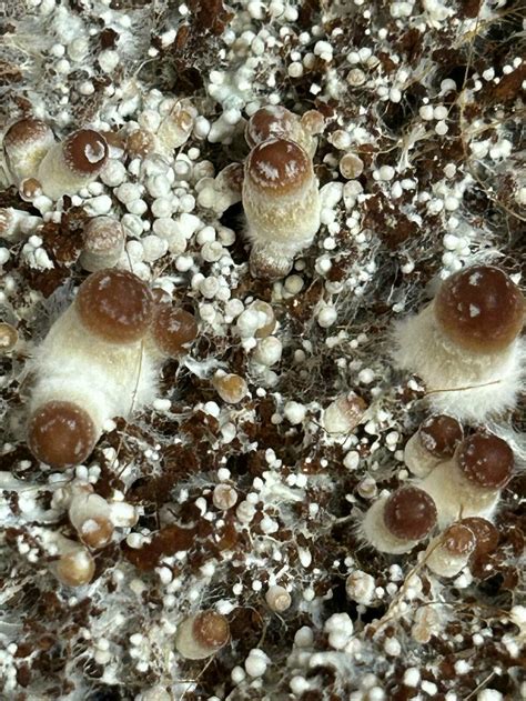 First time grow... first fruiting... look ok so far? - Mushroom