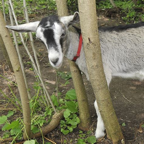 Holy Goats Theyre Kind Of A Big Deal In One Nepali Town Goats And