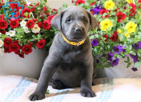 Beautiful yellow lab puppies born june eleventh of two thousand nine. Guy | Labrador Retriever - Charcoal Puppy For Sale ...