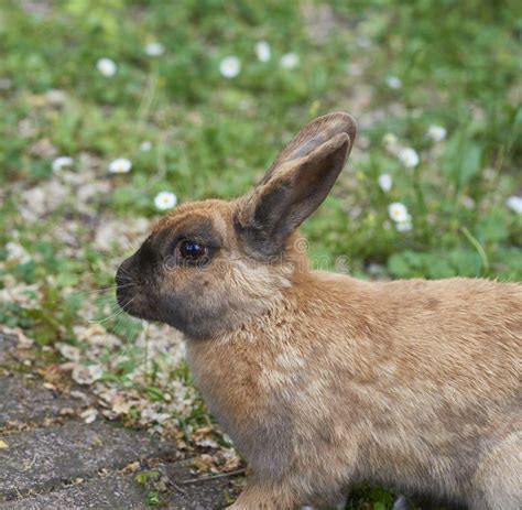 Brown Rabbit Stock Image Image Of Natural Nature Event 208799905