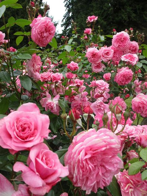 Bright Attractive Pink Rose Flowers In Bloom Summer 2019 Stock Photo