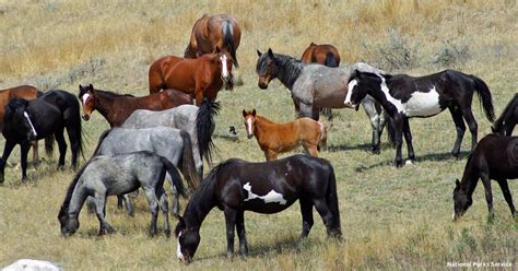 Urgent Stop The Annihilation Of Wild Horses In A National Park
