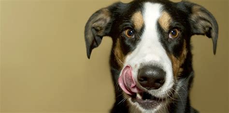 How Deadly Is Your Dogs Saliva