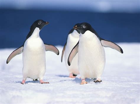 Happy Antarctic Penguins Hd Desktop Wallpaper 08 Three Penguins Hd