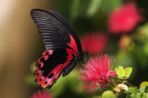 50 Most Beautiful Pictures Of Butterflies Wallpapers