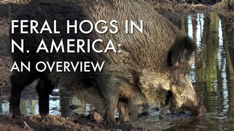 Feral Hogs In North America An Overview Youtube