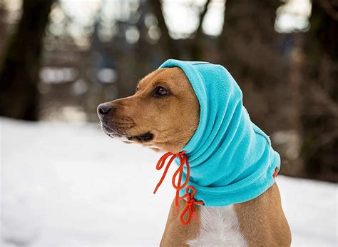4 Best Dog Winter Hats 2022 Reviews