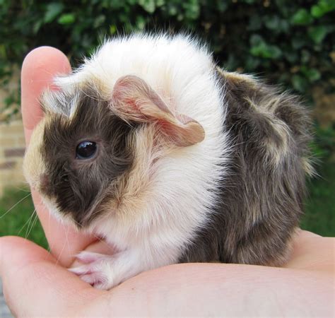 Pin on Guinea Pig Babies