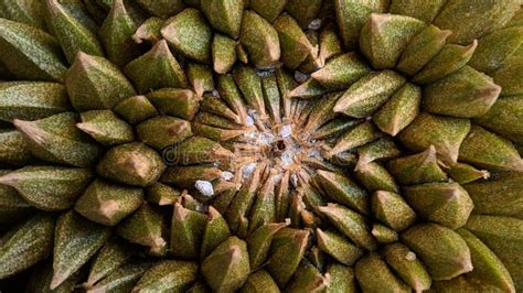 Abstract Pattern Durian Thorn Texture Background Stock Image Image Of