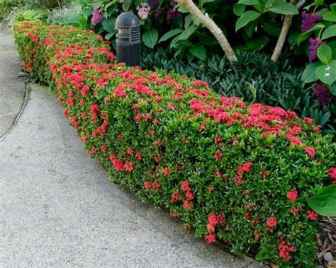 Check spelling or type a new query. The Hibiscus Flower Society: Calling All Gardeners, Flower ...