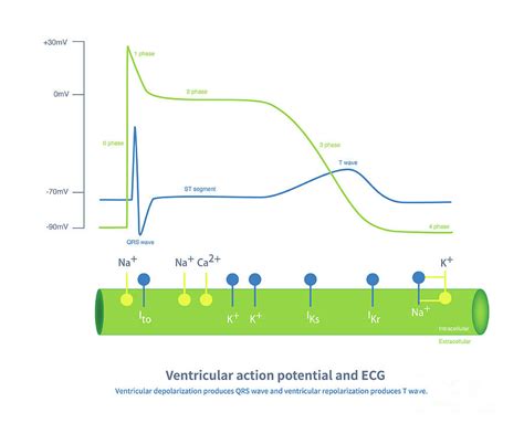 Ventricular Action Potential And Ecg Photograph By Chongqing Tumi