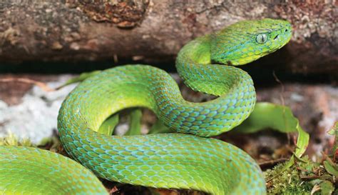 Gorgeous But Highly Poisonous Snake Species Discovered In Honduras