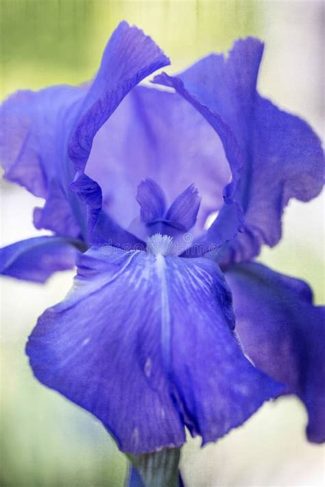 Blue Iris Flower Closeup Stock Photo Image Of Iris Macro 31871536