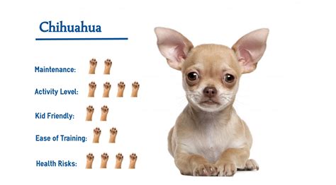 The Chihuahua Dog Breed Everything You Need To Know At A Glance