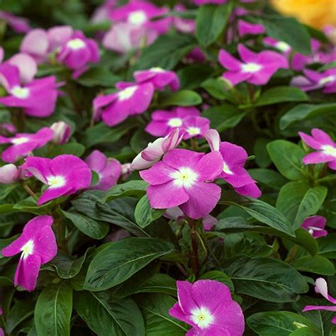 Many plants must be grown from seed because they are otherwise unobtainable or difficult to propagate any other way, and seedlings often establish better than large plants. Winter Flowering Plants For Central Florida | Best Flower Site