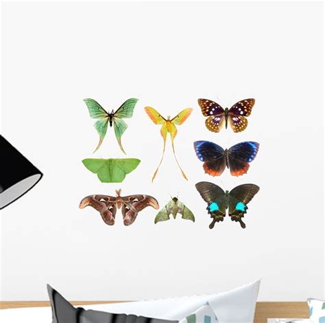 Butterfly Moth Collection Wall Decal By Wallmonkeys Peel And Stick