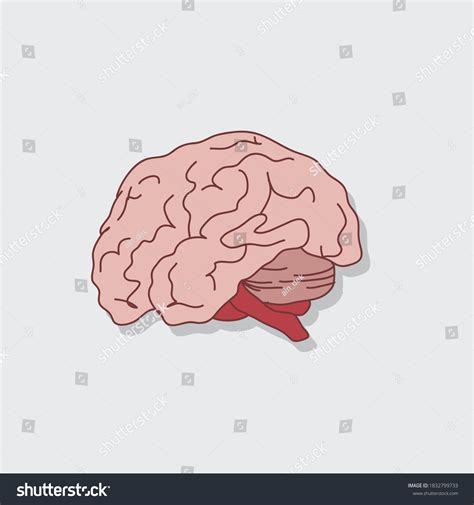 Anatomically Drawn Cartoon Illustration Human Brains Stock Vector