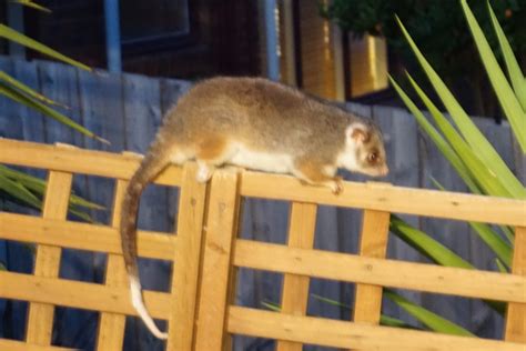 General liability, professional liability, crime, property damage and personal injury. Pest Control Service | Pest Terminators | Melbourne