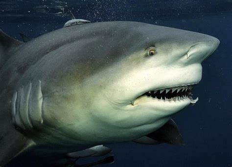 Best Bull Shark Images On Pholder Natureismetal Sharks And