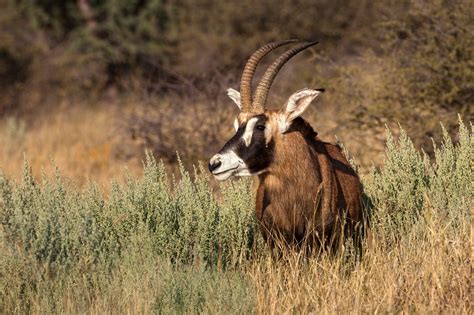 Roan Antelope Jim Zuckerman Photography And Photo Tours