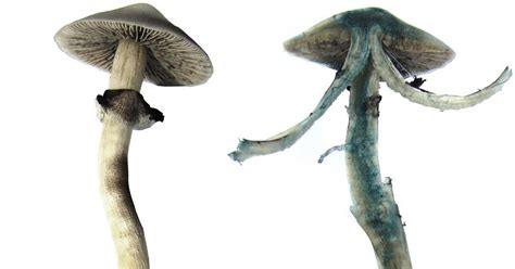 Mystery Of Why Magic Mushrooms Go Blue Solved Research Chemistry World