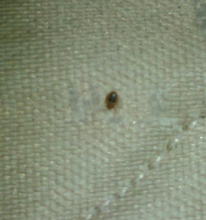 Lee opiniones sobre alo hotel. Bed bugs, mold on the bed, old food wrapper with stains on ...