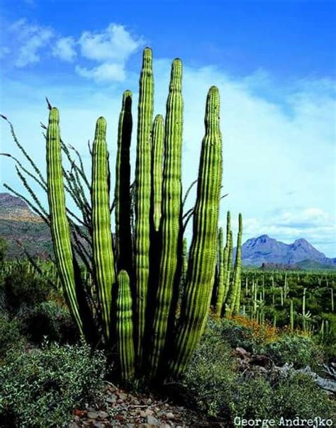 Arizona Arizona Cactus Cactus Cactus Plants