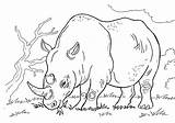 Coloring Rhinoceros Pages Print sketch template