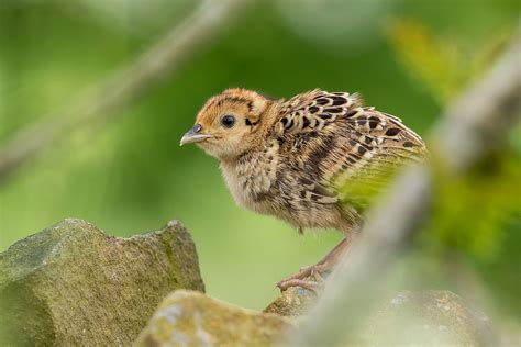 Baby Pheasant Peak District Wildlife Photography