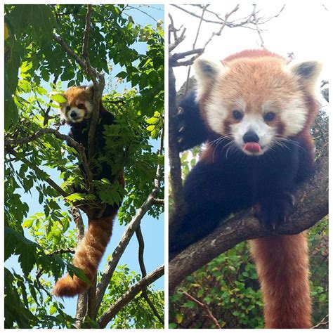 Ever Wondered How Much A Red Panda Red Panda Network