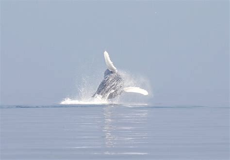 Wild Whales Vancouver Aktuell Für 2022 Lohnt Es Sich Mit Fotos