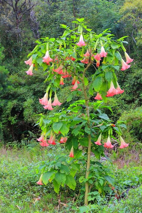 How To Plant Angels Trumpet In Your Garden Tricks To Care