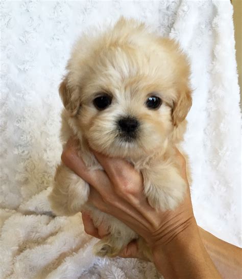 They are first generation puppy from pure maltese and pure poodle. Teacup Maltipoo Puppy - Golden girl! | iHeartTeacups