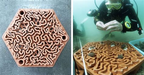 Scientists Create 3d Printed Terra Cotta Tiles To Encourage Coral Reef