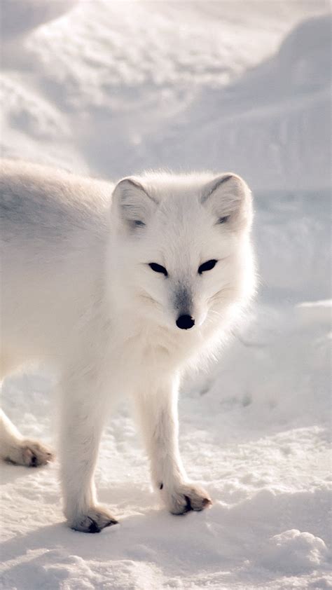 Cute Winter Animal Wallpaper 48 Images