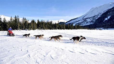 Dog Sledding Travel Alaska