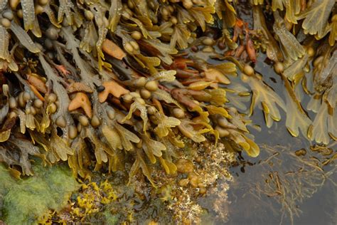 Bladderwrack Seaweed Yahoo Canada Image Search Results Seaweed