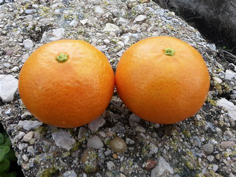Compra mandarina clemenvilla | Venta online Naranja Tradicional de Gandia