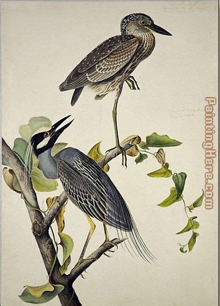 John James Audubon Yellow Crowned Heron Painting Anysize 50 Off